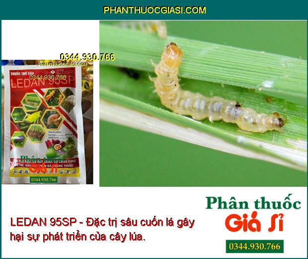 LEDAN 95SP- Đặc Trị Rầy Xanh - Bọ Cánh Cứng - Bọ Trĩ - Sâu Đục Thân - Sâu Kháng Thuốc