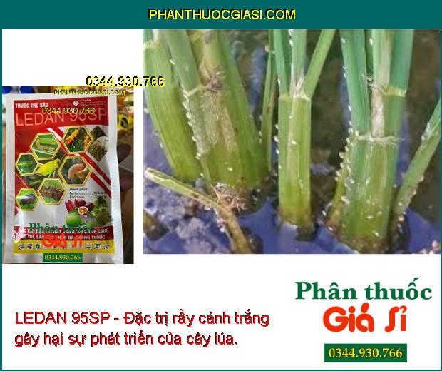 LEDAN 95SP- Đặc Trị Rầy Xanh - Bọ Cánh Cứng - Bọ Trĩ - Sâu Đục Thân - Sâu Kháng Thuốc