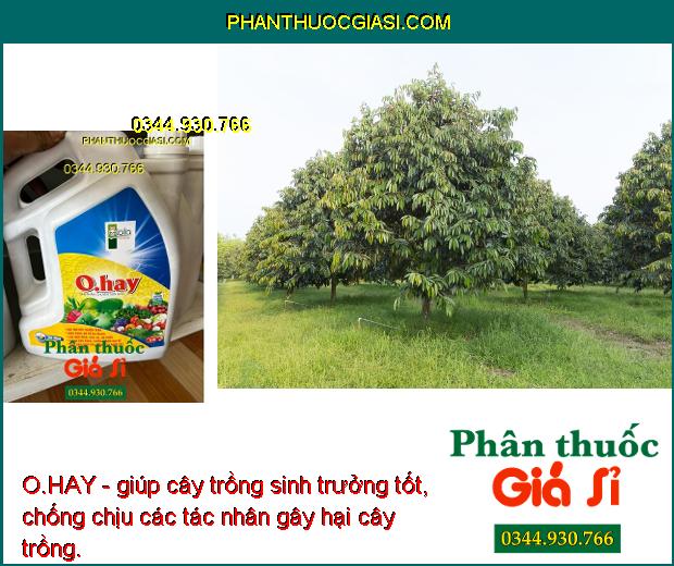 O.HAY- Cải Tạo Đất- Cải Tạo Đất - Tăng Sức Đề Kháng - Chống Rụng Trái Non - Phòng Trừ Nhiều Bệnh Hại