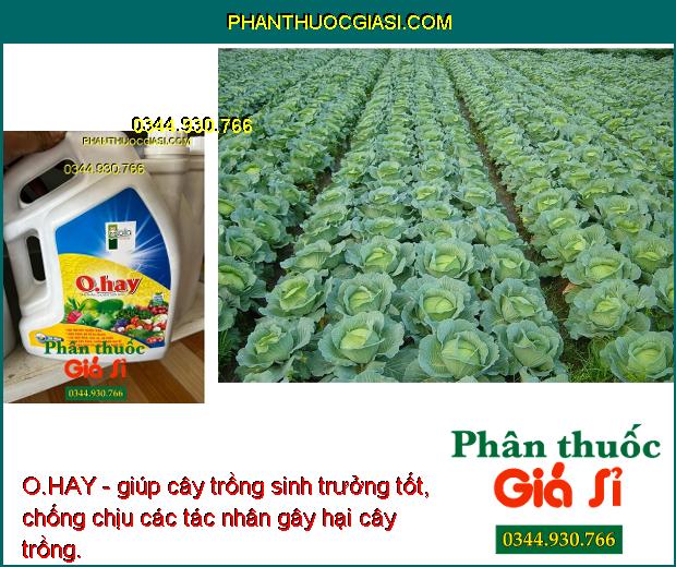 O.HAY- Cải Tạo Đất- Cải Tạo Đất - Tăng Sức Đề Kháng - Chống Rụng Trái Non - Phòng Trừ Nhiều Bệnh Hại