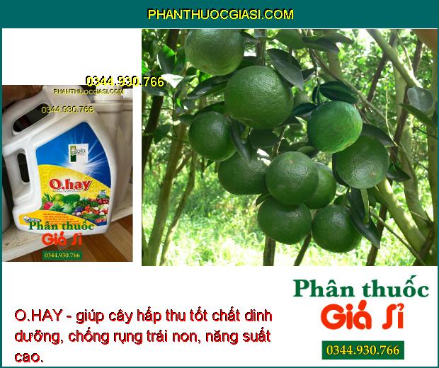 O.HAY- Cải Tạo Đất- Cải Tạo Đất - Tăng Sức Đề Kháng - Chống Rụng Trái Non - Phòng Trừ Nhiều Bệnh Hại