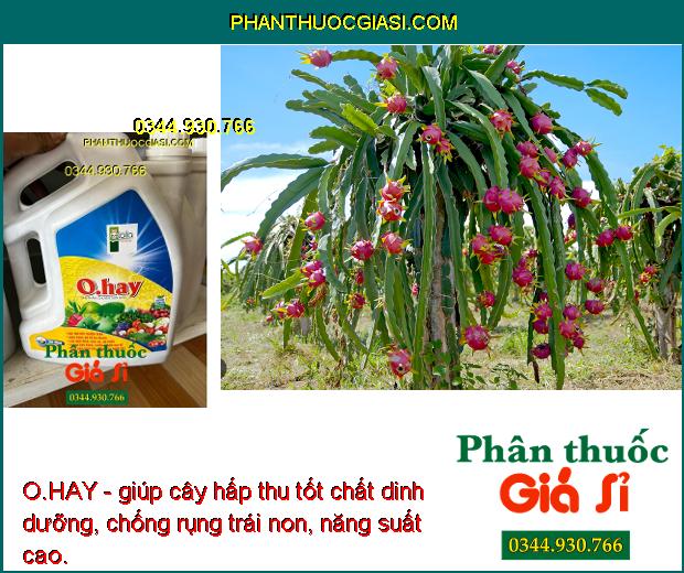 O.HAY- Cải Tạo Đất- Cải Tạo Đất - Tăng Sức Đề Kháng - Chống Rụng Trái Non - Phòng Trừ Nhiều Bệnh Hại