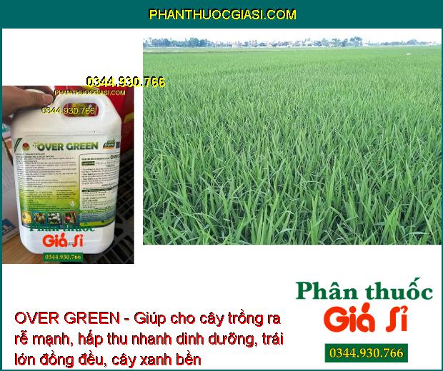 OVER GREEN - Kích Ra Rễ - Trái Lớn Đều - Cây Xanh Bền - Đất Tơi Xốp - Phục Hồi Cây