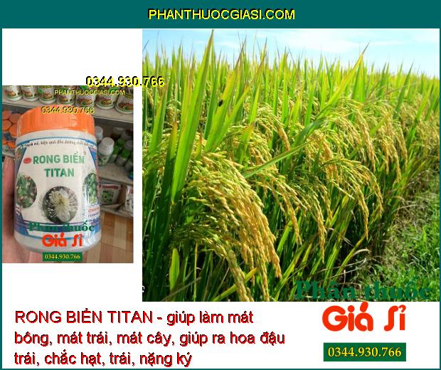 RONG BIỂN TITAN - Mát Bông- Mát Trái - Trái Lớn Nhanh - Kéo Đọt Nhanh- Ra Rễ