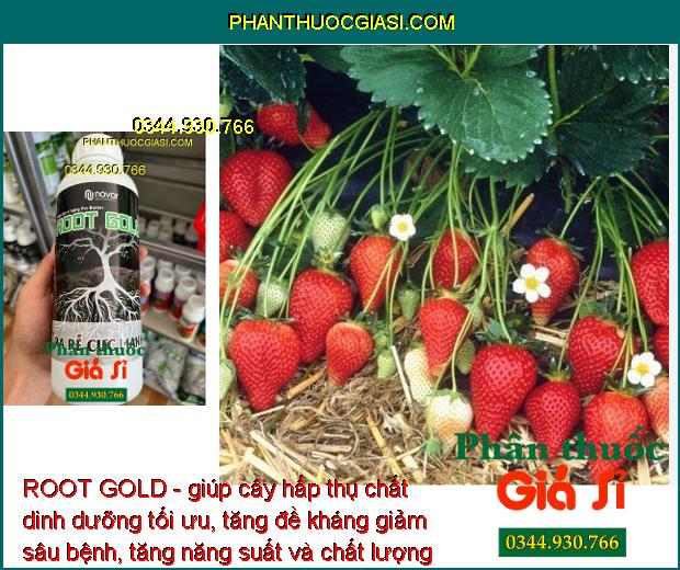 ROOT GOLD - Kích Rễ Phát Triển - Chống Chịu Khô Hạn - Cải Tạo Đất - Tăng Đề Kháng Sâu Bệnh