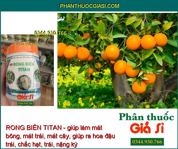 RONG BIỂN TITAN - Mát Bông- Mát Trái - Trái Lớn Nhanh - Kéo Đọt Nhanh- Ra Rễ