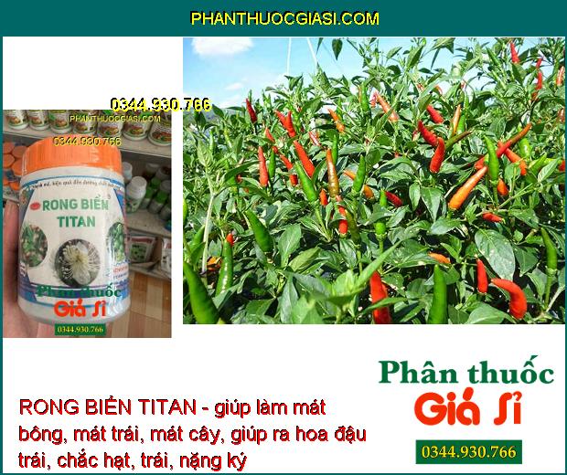 RONG BIỂN TITAN - Mát Bông- Mát Trái - Trái Lớn Nhanh - Kéo Đọt Nhanh- Ra Rễ