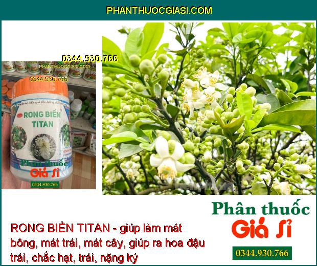 RONG BIỂN TITAN - Mát Bông- Mát Trái - Trái Lớn Nhanh - Kéo Đọt Nhanh- Ra Rễ