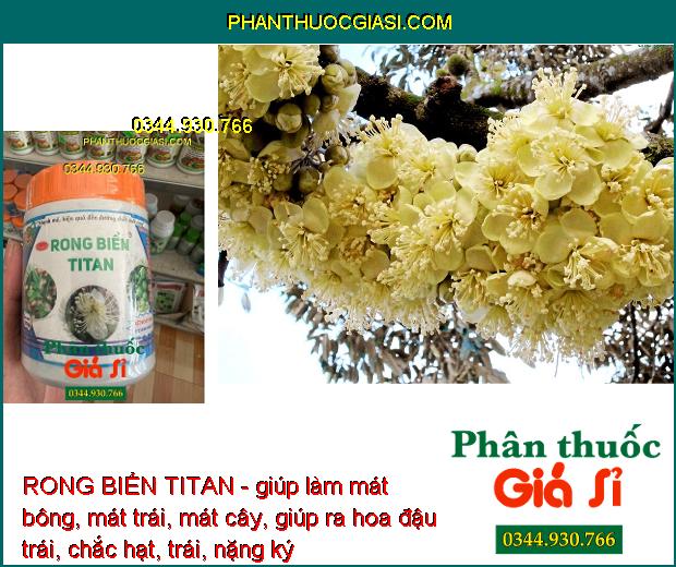 RONG BIỂN TITAN - Mát Bông- Mát Trái - Trái Lớn Nhanh - Kéo Đọt Nhanh- Ra Rễ