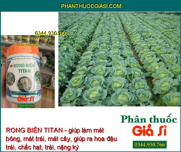 RONG BIỂN TITAN - Mát Bông- Mát Trái - Trái Lớn Nhanh - Kéo Đọt Nhanh- Ra Rễ