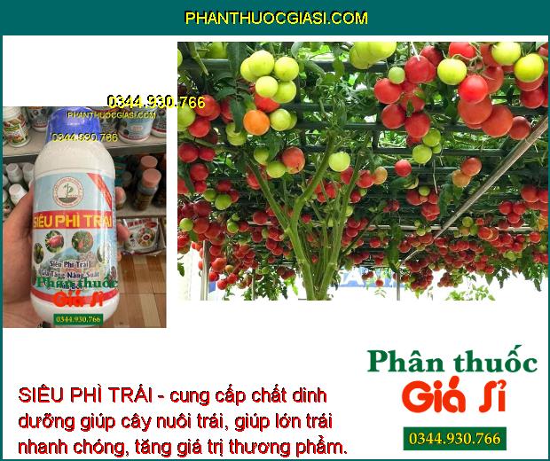 SIÊU PHÌ TRÁI - Trái Lớn Nhanh - Trái Tròn Đều - Lên Màu Trái Đẹp 