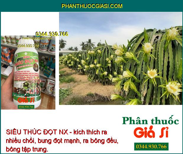 SIÊU THÚC ĐỌT NX - Vọt Hoa Mạnh - Bung Rễ Cực Mạnh - Mập Đọt - Xanh Dây 