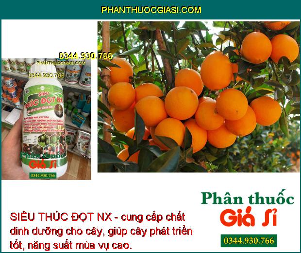 SIÊU THÚC ĐỌT NX - Vọt Hoa Mạnh - Bung Rễ Cực Mạnh - Mập Đọt - Xanh Dây 