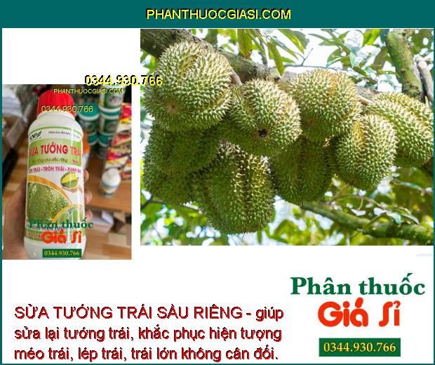 SỬA TƯỚNG TRÁI SẦU RIÊNG - Dưỡng Trái Lớn Nhanh - Vàng Cơm - Hạn Chế Thối - Rụng - Sượng Trái