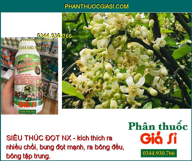 SIÊU THÚC ĐỌT NX - Vọt Hoa Mạnh - Bung Rễ Cực Mạnh - Mập Đọt - Xanh Dây 