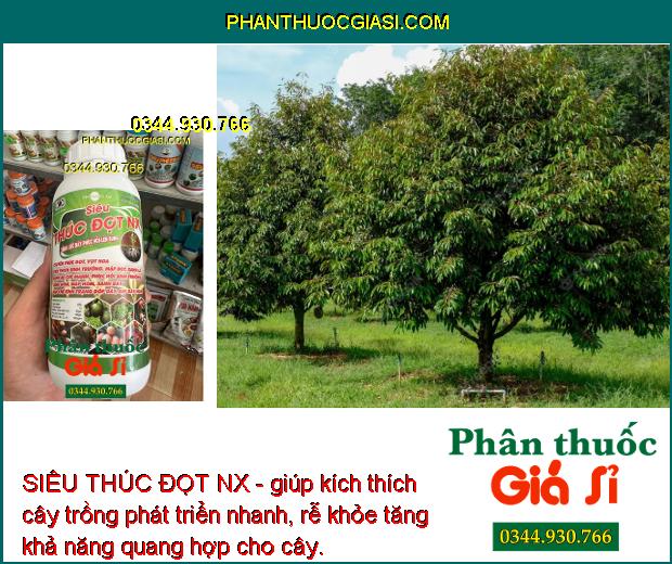 SIÊU THÚC ĐỌT NX - Vọt Hoa Mạnh - Bung Rễ Cực Mạnh - Mập Đọt - Xanh Dây 