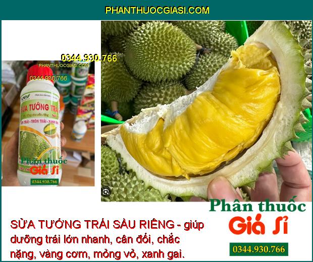 SỬA TƯỚNG TRÁI SẦU RIÊNG - Dưỡng Trái Lớn Nhanh - Vàng Cơm - Hạn Chế Thối - Rụng - Sượng Trái