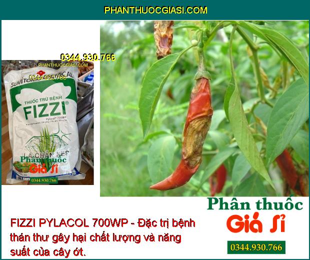 FIZZI PYLACOL 700WP - Đặc Trị Đốm Lá - Thán Thư - Đốm Nâu - Đạo Ôn - Héo Xanh