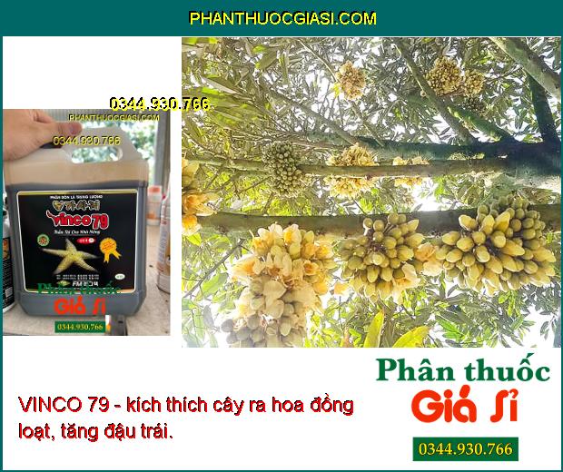 VINCO 79 - Kích Ra Rễ - Bung Chồi - Phát Hoa - Tăng Đậu Trái - Hạn Chế Rụng Hoa - Trái Non