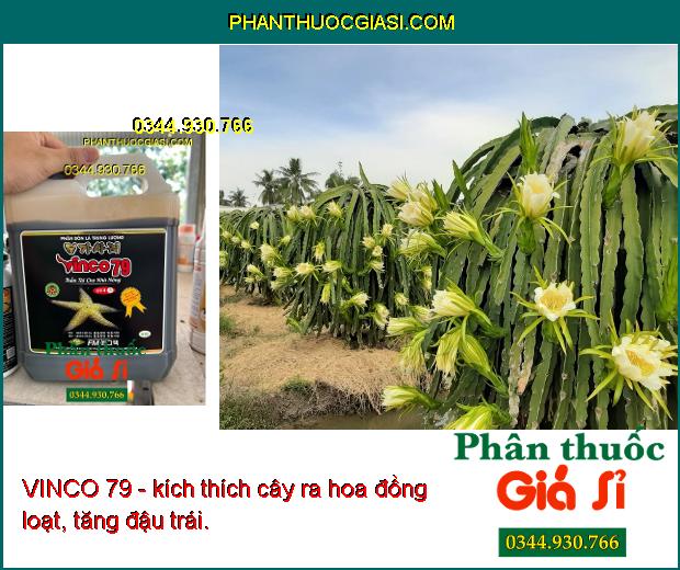 VINCO 79 - Kích Ra Rễ - Bung Chồi - Phát Hoa - Tăng Đậu Trái - Hạn Chế Rụng Hoa - Trái Non