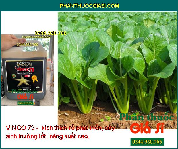 VINCO 79 - Kích Ra Rễ - Bung Chồi - Phát Hoa - Tăng Đậu Trái - Hạn Chế Rụng Hoa - Trái Non