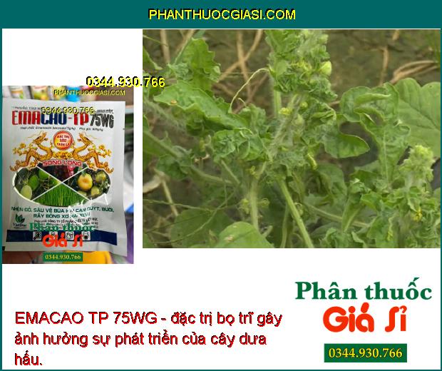 EMACAO TP 75WG - Đặc Trị Nhện Đỏ - Sâu Vẽ Bùa - Rầy Bông