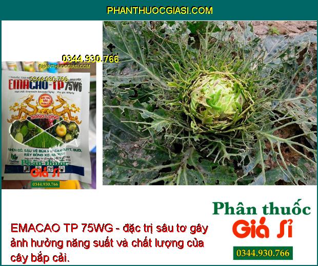 EMACAO TP 75WG - Đặc Trị Nhện Đỏ - Sâu Vẽ Bùa - Rầy Bông