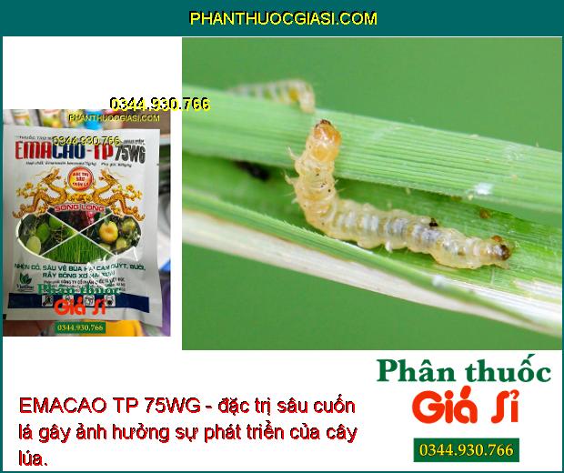 EMACAO TP 75WG - Đặc Trị Nhện Đỏ - Sâu Vẽ Bùa - Rầy Bông