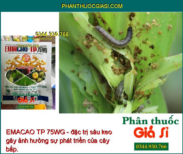 EMACAO TP 75WG - Đặc Trị Nhện Đỏ - Sâu Vẽ Bùa - Rầy Bông