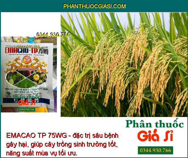 EMACAO TP 75WG - Đặc Trị Nhện Đỏ - Sâu Vẽ Bùa - Rầy Bông