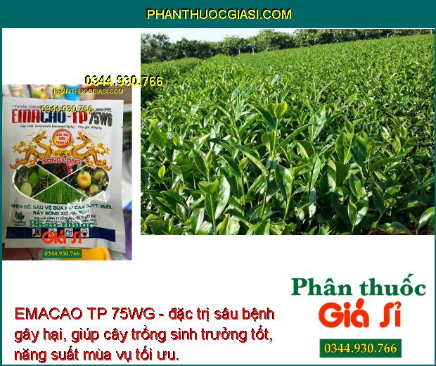 EMACAO TP 75WG - Đặc Trị Nhện Đỏ - Sâu Vẽ Bùa - Rầy Bông