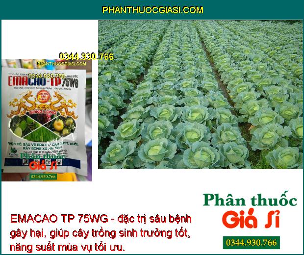 EMACAO TP 75WG - Đặc Trị Nhện Đỏ - Sâu Vẽ Bùa - Rầy Bông