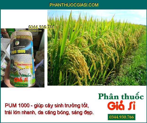 PUM 1000- Trái To - Bóng Da - Tăng Độ Ngọt - Nặng Ký - Phục Hồi Cây Suy - Ra Rễ