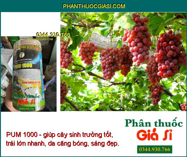 PUM 1000- Trái To - Bóng Da - Tăng Độ Ngọt - Nặng Ký - Phục Hồi Cây Suy - Ra Rễ