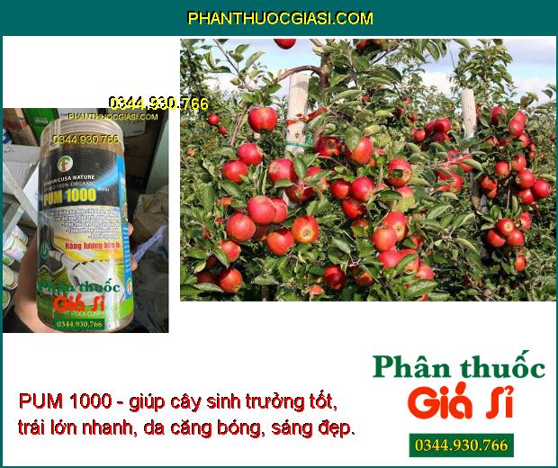 PUM 1000- Trái To - Bóng Da - Tăng Độ Ngọt - Nặng Ký - Phục Hồi Cây Suy - Ra Rễ