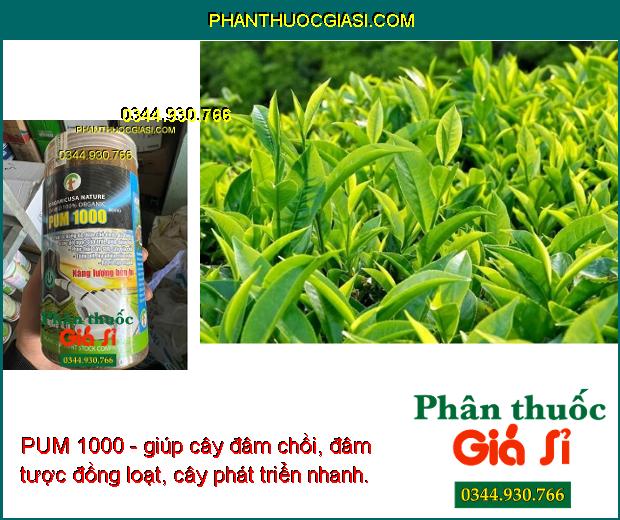 PUM 1000- Trái To - Bóng Da - Tăng Độ Ngọt - Nặng Ký - Phục Hồi Cây Suy - Ra Rễ