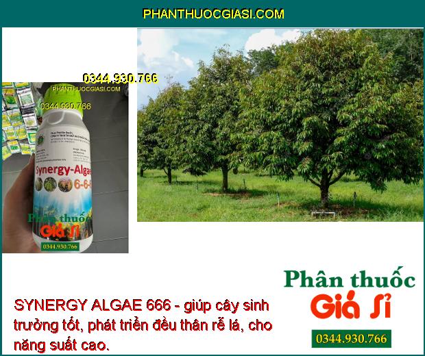 SYNERGY ALGAE 666 - Cây Phát Triển Nhanh - Sáng Bông - Hạt Phấn Khỏe - Dai Cuống Bông - Chống Rụng Bông - Trái Non