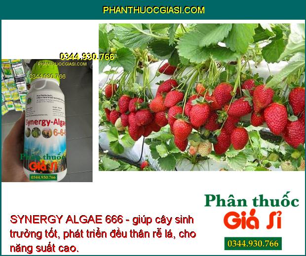 SYNERGY ALGAE 666 - Cây Phát Triển Nhanh - Sáng Bông - Hạt Phấn Khỏe - Dai Cuống Bông - Chống Rụng Bông - Trái Non