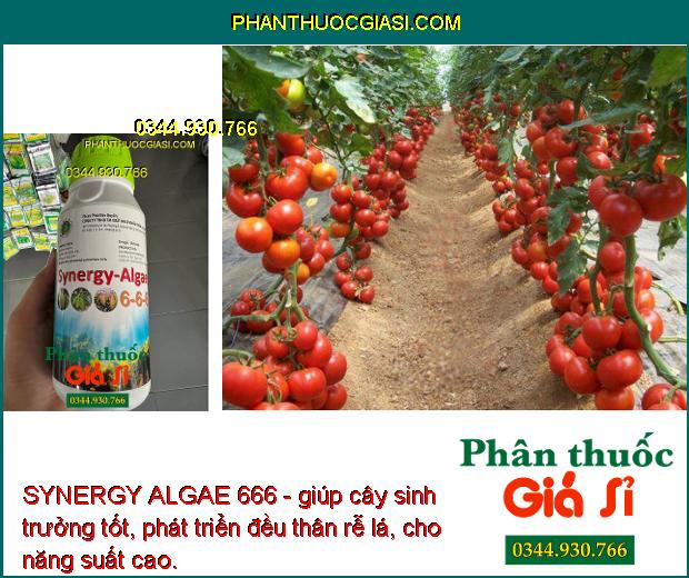 SYNERGY ALGAE 666 - Cây Phát Triển Nhanh - Sáng Bông - Hạt Phấn Khỏe - Dai Cuống Bông - Chống Rụng Bông - Trái Non