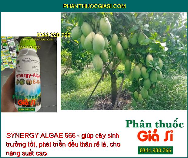 SYNERGY ALGAE 666 - Cây Phát Triển Nhanh - Sáng Bông - Hạt Phấn Khỏe - Dai Cuống Bông - Chống Rụng Bông - Trái Non