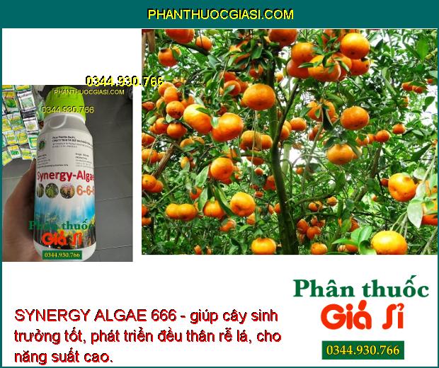 SYNERGY ALGAE 666 - Cây Phát Triển Nhanh - Sáng Bông - Hạt Phấn Khỏe - Dai Cuống Bông - Chống Rụng Bông - Trái Non