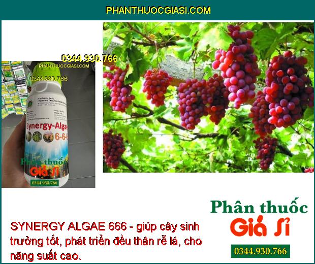 SYNERGY ALGAE 666 - Cây Phát Triển Nhanh - Sáng Bông - Hạt Phấn Khỏe - Dai Cuống Bông - Chống Rụng Bông - Trái Non