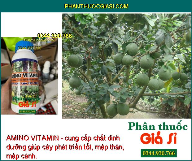 AMINO VITAMIN - Cây Xanh Tốt - Nhú Đọt Mạnh - Lớn Trái - Tăng Sinh Trưởng Và Năng Suất