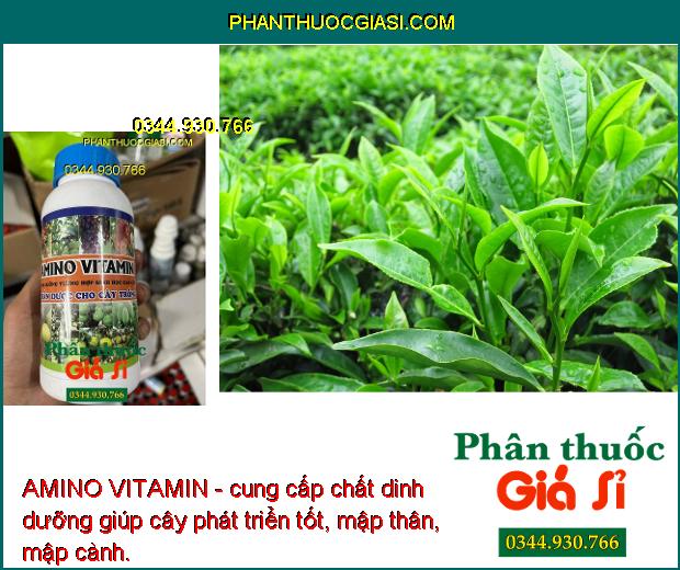 AMINO VITAMIN - Cây Xanh Tốt - Nhú Đọt Mạnh - Lớn Trái - Tăng Sinh Trưởng Và Năng Suất