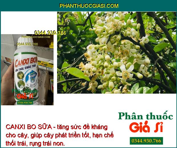 CANXI BO SỮA - Rễ Phát Triển Mạnh - Tăng Đậu Trái - Chống Rụng Hoa Và Trái - Lớn Trái Đều