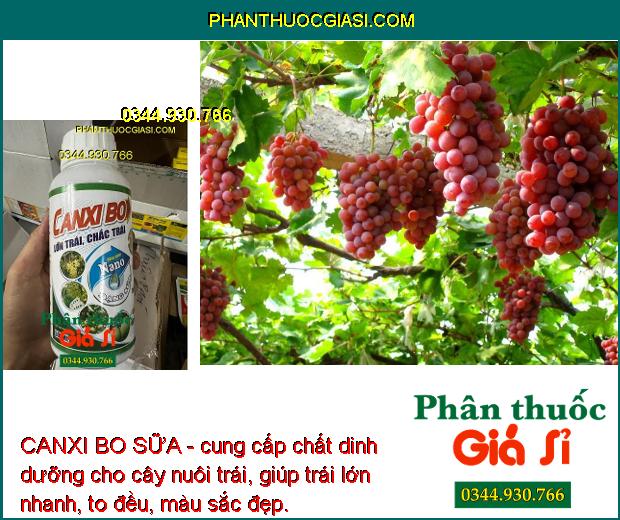 CANXI BO SỮA - Rễ Phát Triển Mạnh - Tăng Đậu Trái - Chống Rụng Hoa Và Trái - Lớn Trái Đều