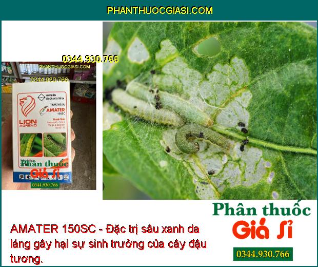 AMATER 150SC - Đặc Trị Sâu Cuốn Lá - Sâu Xanh Da Láng