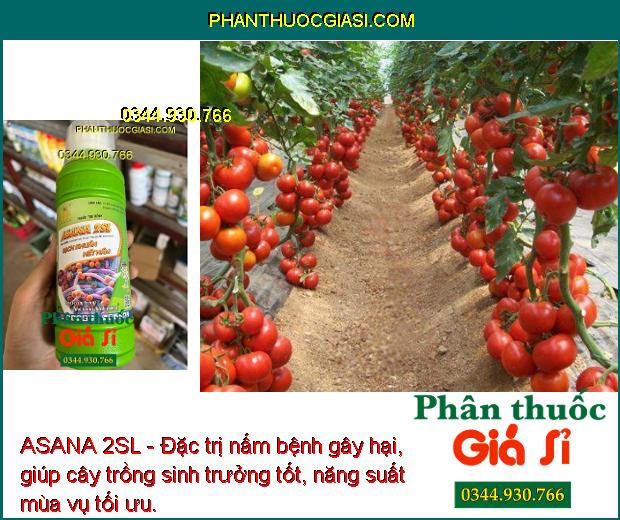 ASANA 2SL - Đặc Trị Đạo Ôn Lá - Cổ Bông - Khô Vằn - Bạc Lá - Thỗi Nhũn - Héo Xanh