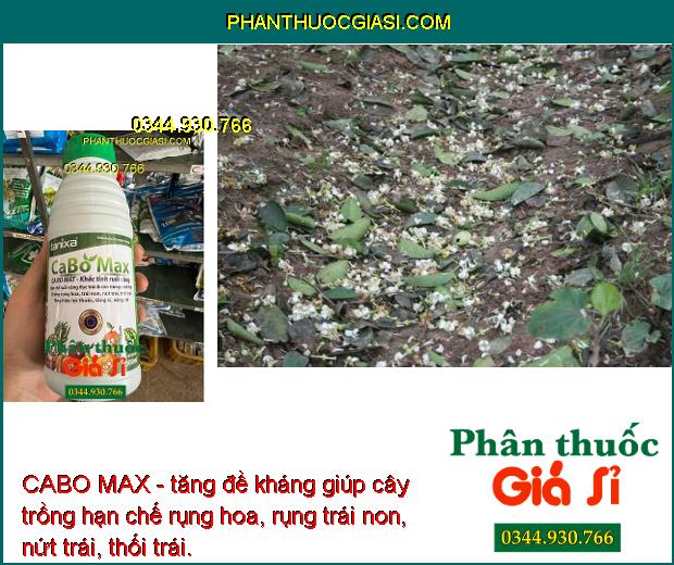 CABO MAX - Hạn Chế Ruồi Vàng - Chống Rụng Hoa - Trái Non - Nứt Trái - Thối Trái