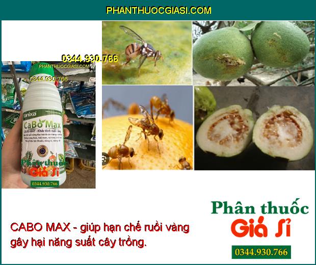 CABO MAX - Hạn Chế Ruồi Vàng - Chống Rụng Hoa - Trái Non - Nứt Trái - Thối Trái